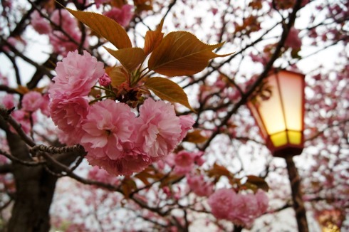 広島 五日市で「花のまわりみち」造幣局の桜は遅咲きの八重桜