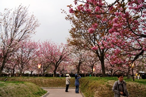 広島 造幣局の桜の通り抜け(花のまわりみち)2012 画像5
