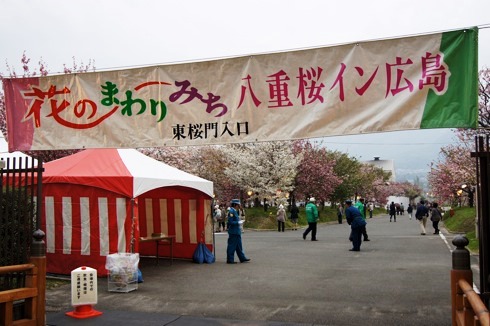 広島 造幣局の桜の通り抜け(花のまわりみち)2012 画像6
