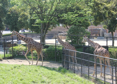 広島市安佐動物園 キリン画像