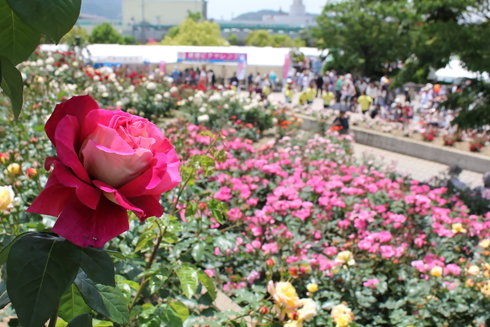 福山ばら祭2012、70万本が満開でバラの香りに