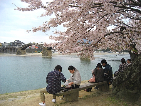 錦帯橋は桜が満開 お花見は今がまさに見頃のピーク