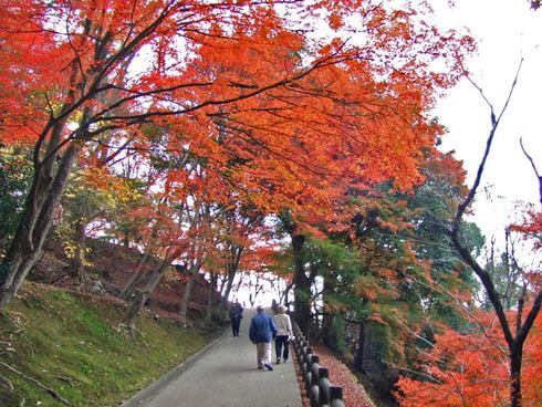 三次市 尾関山公園 の紅葉写真 10