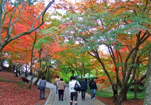 尾関山公園 紅葉のトンネルにウットリ!駐車場 完備で便利