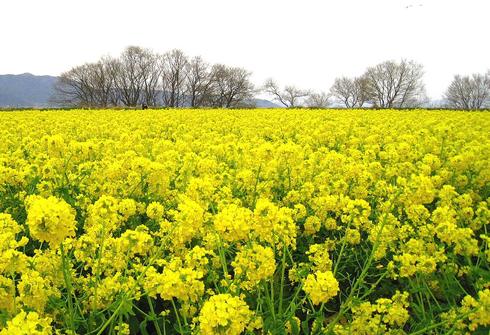 福山市で 菜の花まつり!箕沖埋立地 一面が黄色のじゅうたんに
