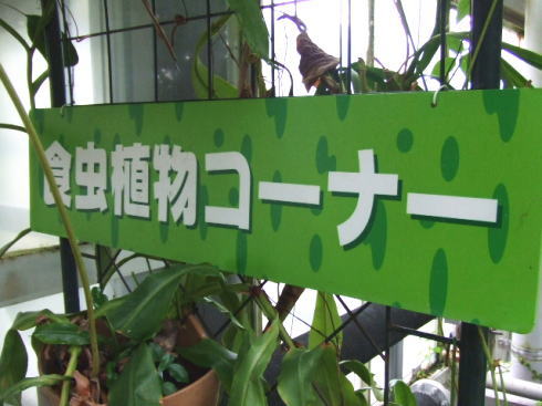 広島市植物公園 食虫植物