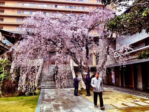 普門寺の桜が満開へ！しだれ桜が美しい