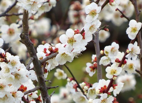 広島県 梅スポット、縮景園など 3月上旬頃から各地で梅まつり