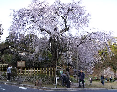 神原の枝垂桜、広島県の天然記念物 滝のように流れる美しい桜