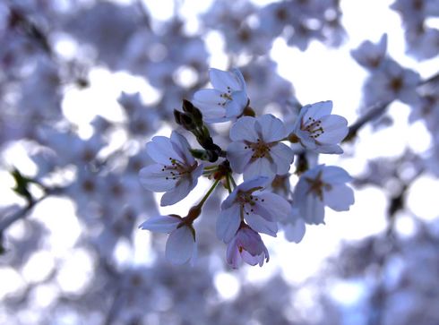 神原のしだれ桜、広島県の天然記念物 滝のように流れる美しい桜
