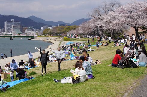 広島市 川沿いの桜 画像4