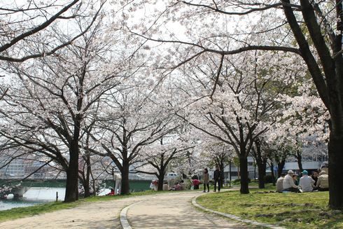 広島市 川沿いの桜 画像3