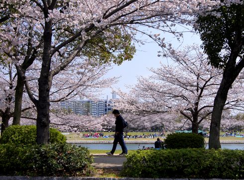 桜が彩る広島 平和公園と太田川・元安川の風景