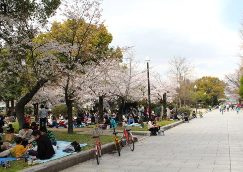 広島市 平和公園の桜 画像4