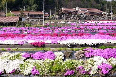 北広島町の芝桜が美しい！田んぼと町を彩る鮮やかな風景