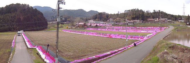 北広島町本地の水田まわりに咲く芝桜の風景