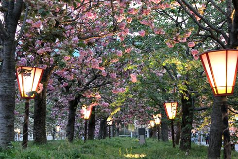 広島 造幣局花のまわりみち2013 ライトアップ1