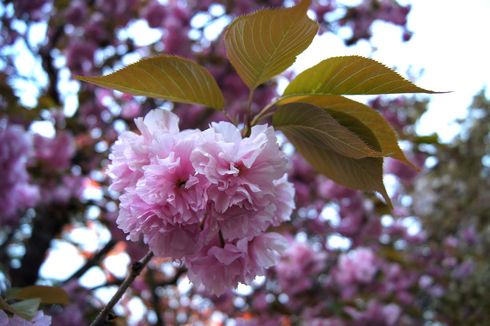 広島 造幣局桜の通り抜けライトアップ 画像