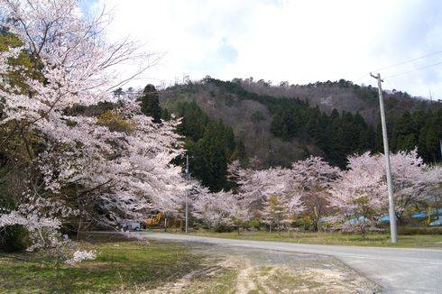 安芸太田町 メガソーラー発電所と桜