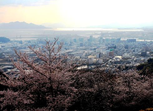 黄金山 山頂展望台からの街と桜の様子