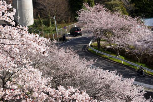 廿日市市 大田神社の桜の写真1