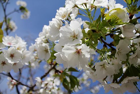 廿日市市 大田神社の白い桜の写真