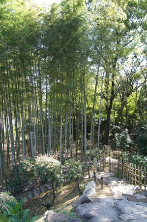 縮景園の中にある竹林