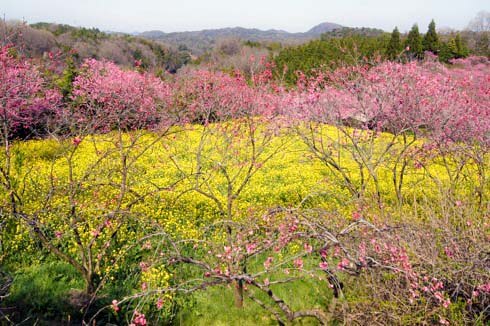 世羅 ラスカイファーム 菊桃と菜の花を上から見た写真
