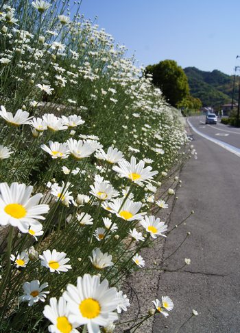 因島 フラワーセンター近くの除虫菊