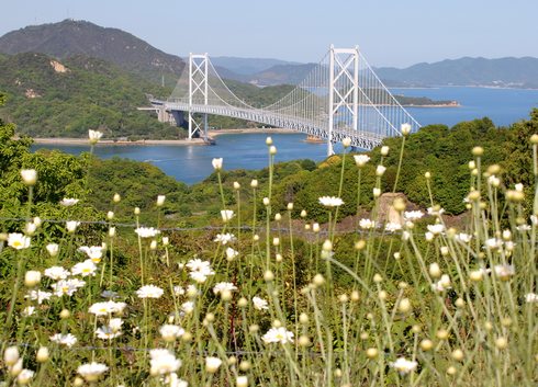 因島 除虫菊と因島大橋