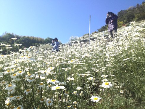 因島 除虫菊を写真とりにきた人