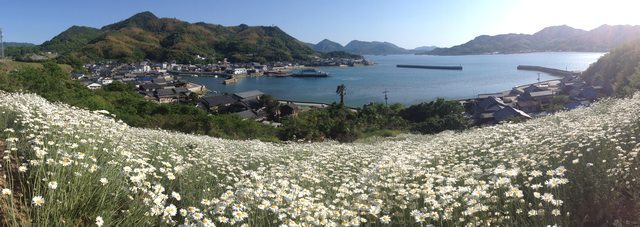 因島 除虫菊 パノラマ画像