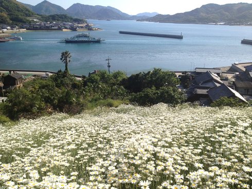 因島の除虫菊、港を見下ろす白い花のじゅうたん