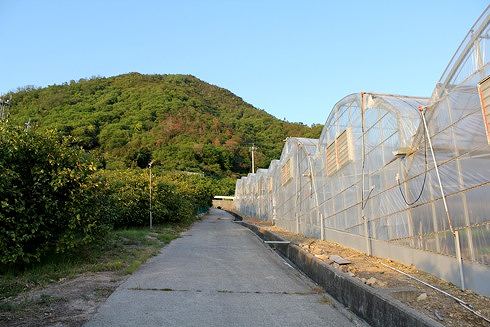 瀬戸田 レモン谷を登る 写真
