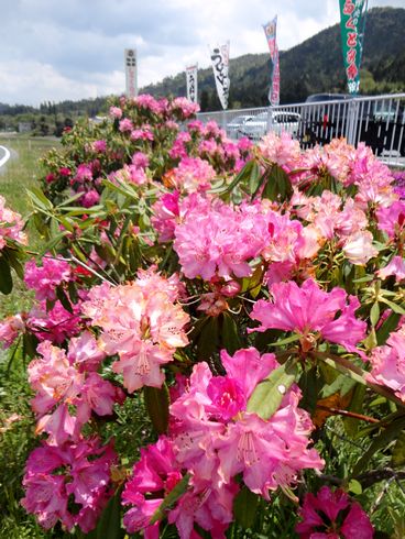 クロボヤ峡の シャクナゲが開花、福富に500本の石楠花が自生する群生地