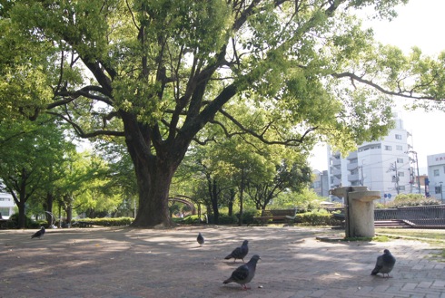 呉市 中央公園の画像3
