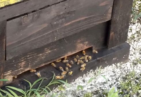 光源寺養蜂園　ミツバチの箱を見学