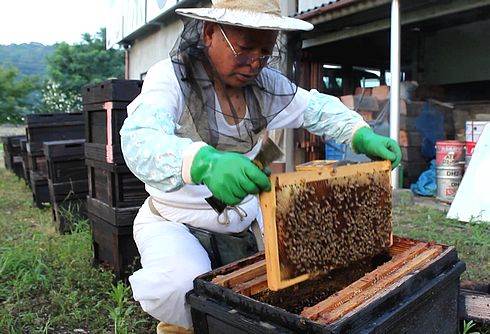 光源寺養蜂園でミツバチ見学