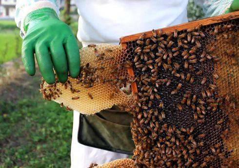 光源寺養蜂園でミツバチの巣見学