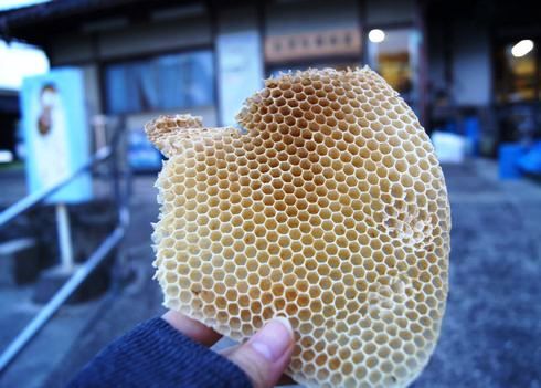 光源寺養蜂園で、ミツバチの網目を貰う