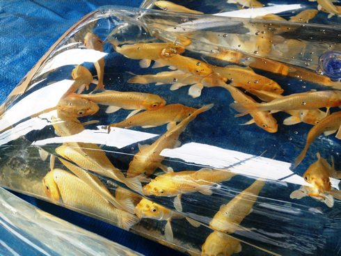 佐伯錦鯉市場 金色の鯉の画像