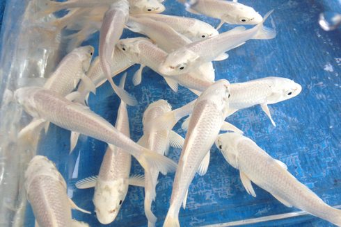 佐伯錦鯉市場 白い鯉の画像