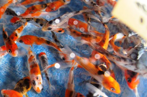 佐伯錦鯉市場、奥深き鯉の魅力や セリが見学できる