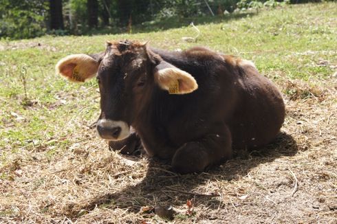 平田観光農園 子牛の画像