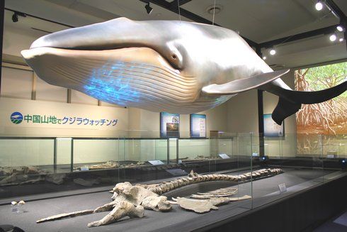 クジラに会える！庄原が海だった時代を感じられる、比和自然科学博物館