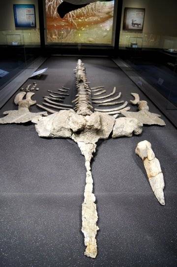 庄原クジラ 博物館にて骨の化石を展示