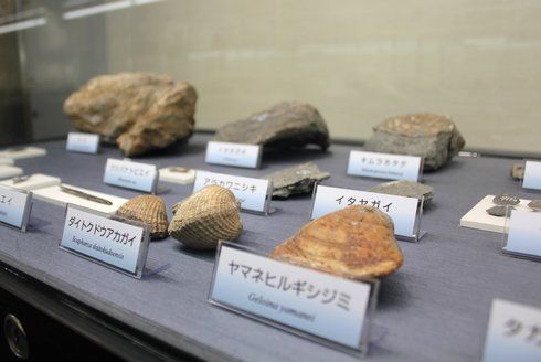 岩石と鉱物の展示室 貝の化石も