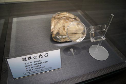 真珠の化石