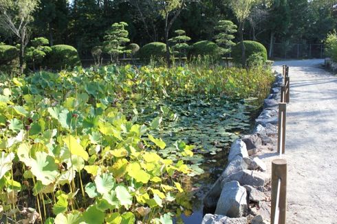 湧永庭園 蓮の池