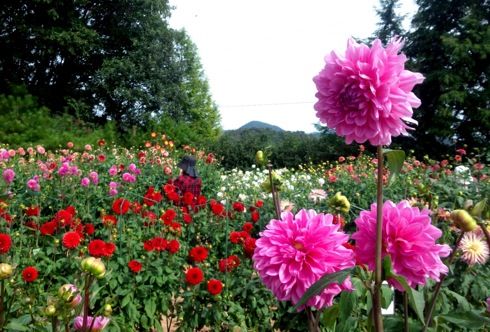 世羅高原農場 ダリア祭 400種のダリアが咲き乱れる